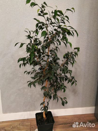 Фикус пестролистный и однотонный