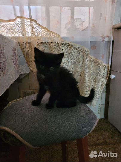 Кошечке нужна передержка или дом