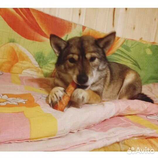 Коротколапик