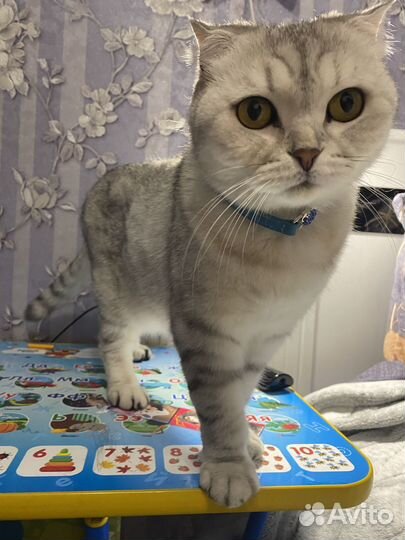 Собака и кот для съемок,фотосессий,модель