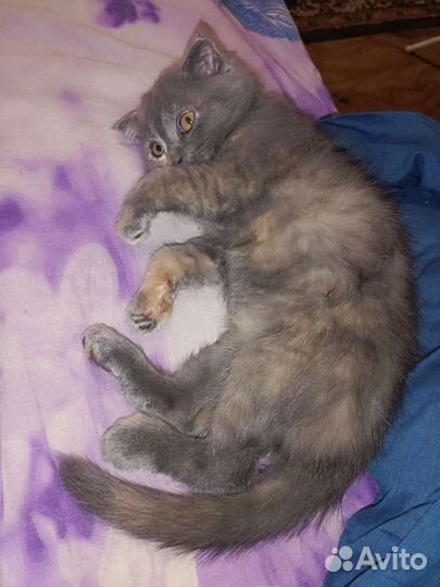 Вислоухий котенок