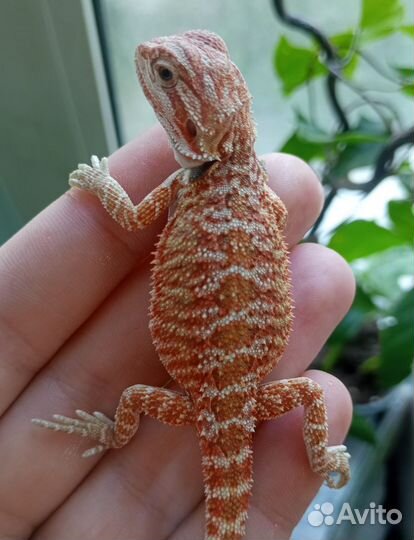 Яркие малыши бородатой агамы 50%ред)