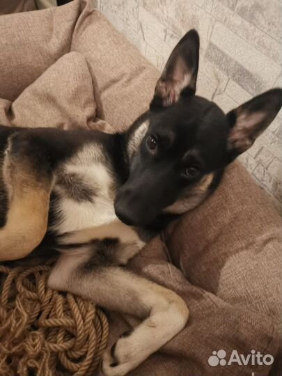 Собака в добрые руки