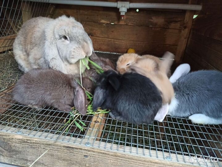 Кролики породы французский баран