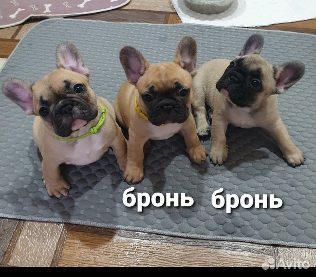 Французский бульдог щенки девочка