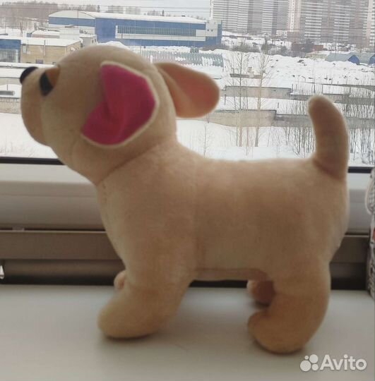 Собака Чичилав