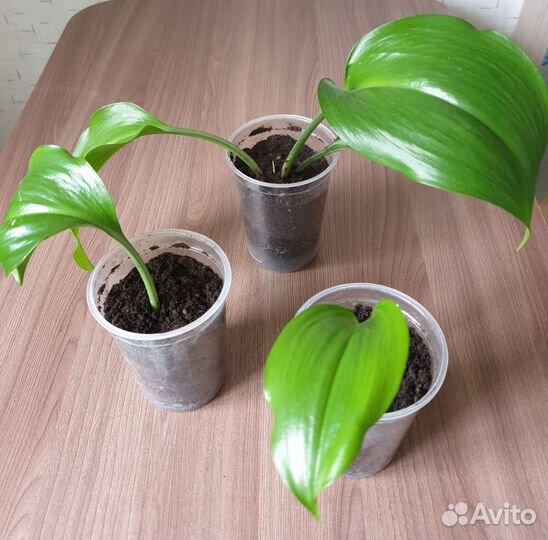 Эухарис (амазонская лилия)