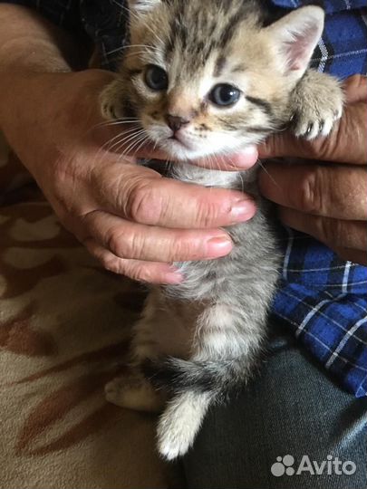Шотландские котята