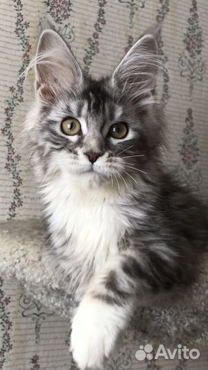 Мейн-кун девочки- серебро