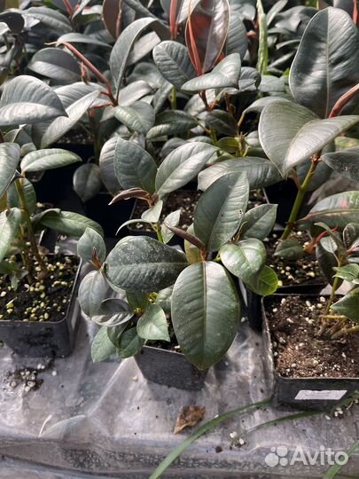 Фикус эластика Робуста