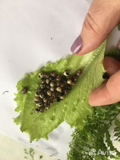 Улитки ахатины