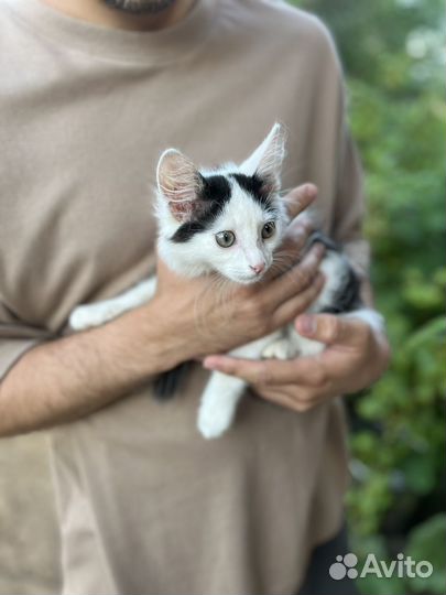 Кошка в дар