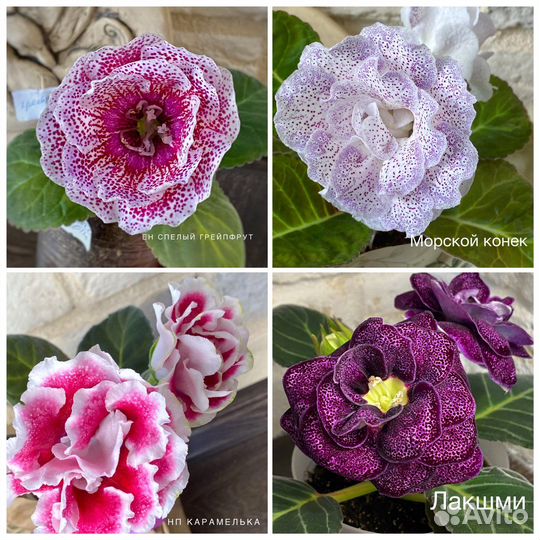 Глоксиния листья свеже срез