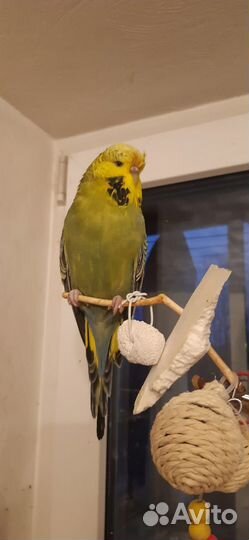 Попугай волнистый выставочный Чех