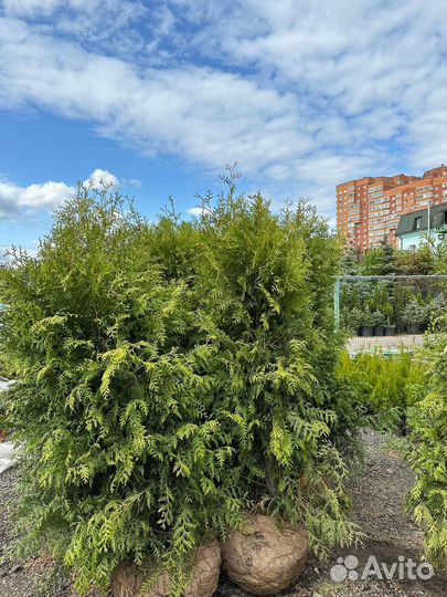 Туя Брабант 160-180см