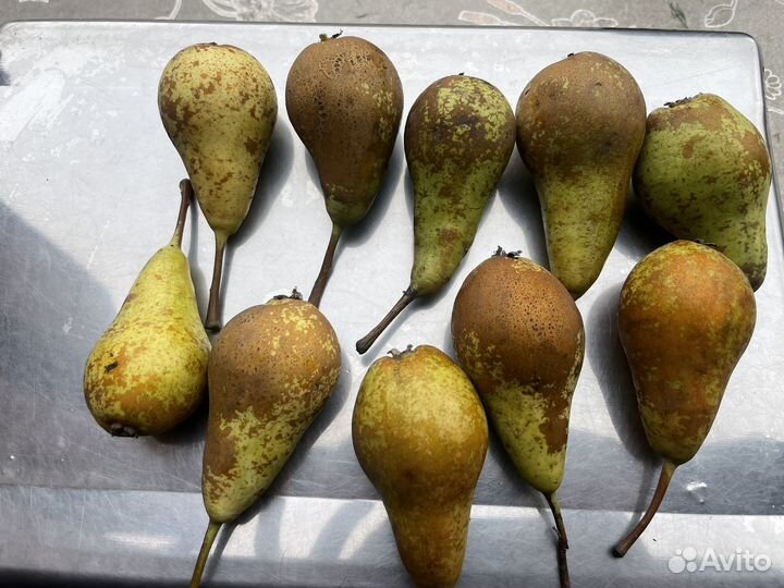 Груша конференция