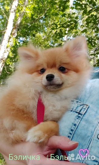 Померанский шпиц девочка