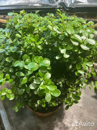 Мирсина большая шткарная комнатное растение