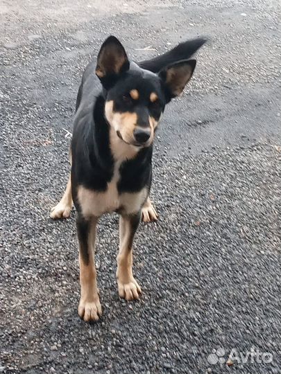 Собаки бесплатно