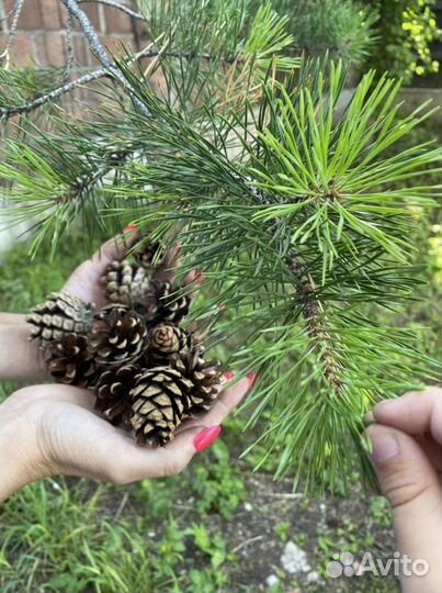 Шишки сосны