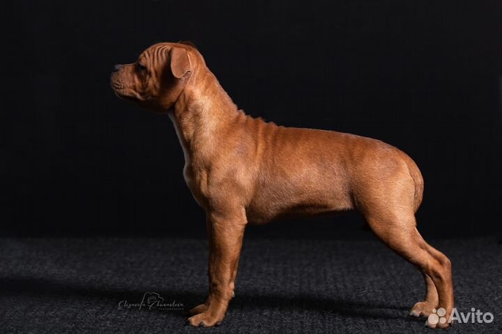 Щенок стаффордширского бультерьера