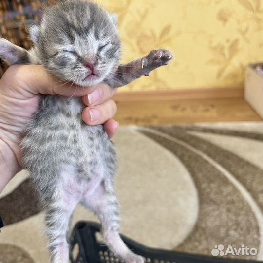 Британские котята