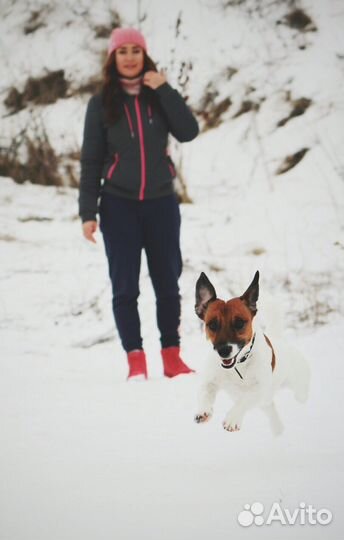 Джек Рассел терьер кобель вязка