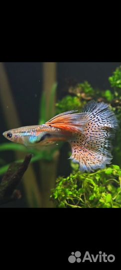 Гуппи,гурами,меченосцы, улитки