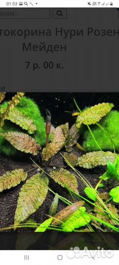 Аквариумные растения прополка