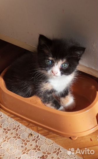 Отдам в добрые руки трехшерстного красавчика