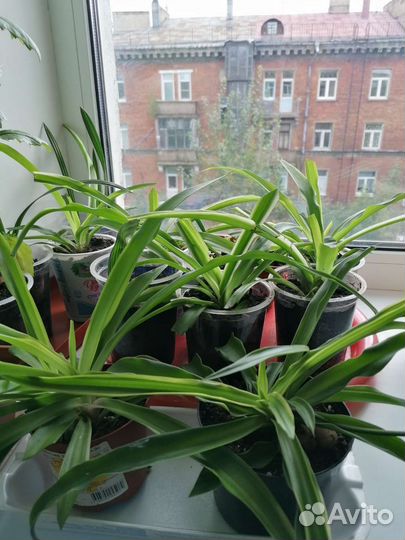 Хлорофитум хохлатый