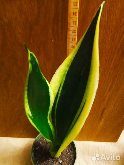 Нолина Бокарнея