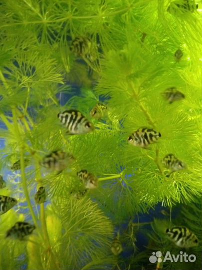 Анциструсы, яванский мох