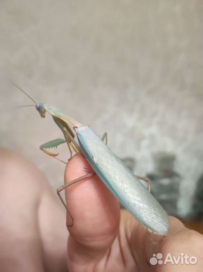 Богомолы: Вьетнамский, Африканский Viridis, садок