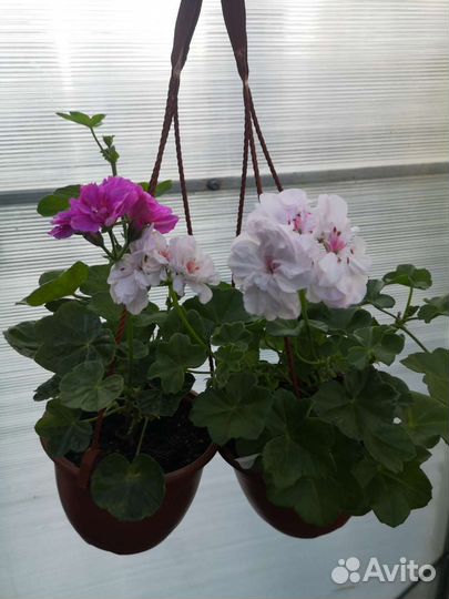 Пеларгония герань ампельная