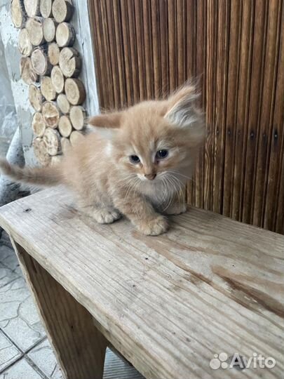 Котята девочка/мальчик 1,5 мес