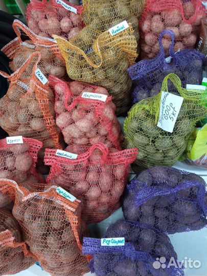 Семенной картофель