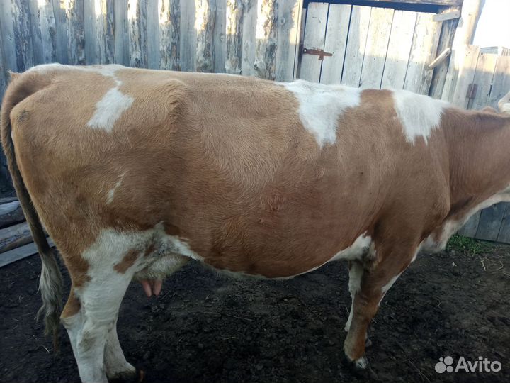 Корова стельная дойная