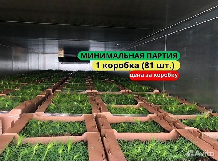 Саженцы сосны зкс от производителя