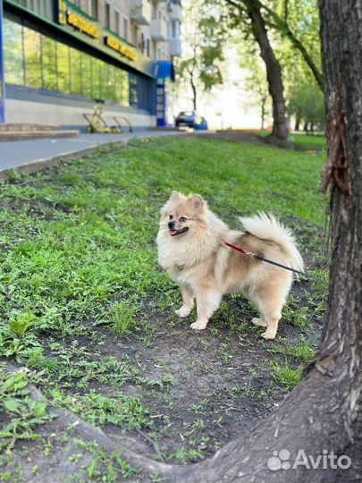 Шпиц бесплатно