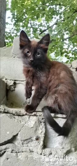 Котенок мальчик пытается выжить