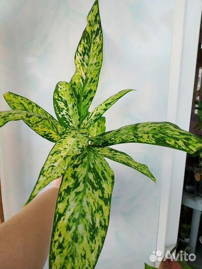 Диффенбахия