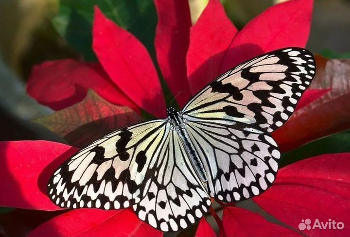 Живые бабочки т/б-11