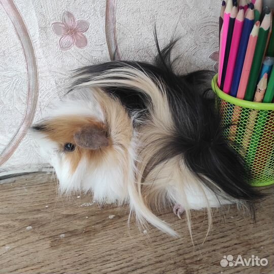 Морские свинки мальчики