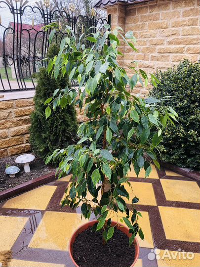 Фикус бенджамина