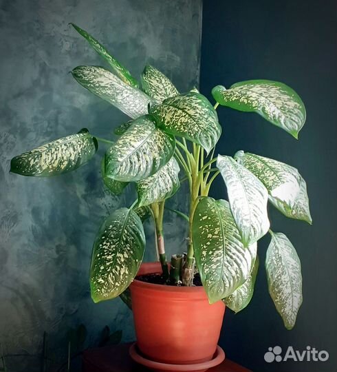 Диффенбахия