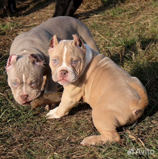 Американский булли. Девочка и два мальчика