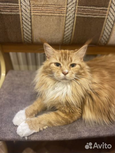 Передержка собак и кошек