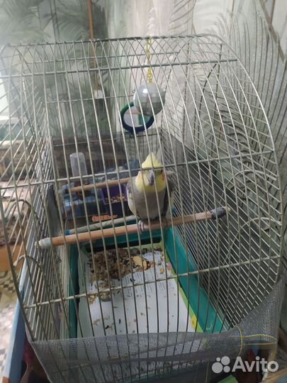 Попугай корелла мальчик