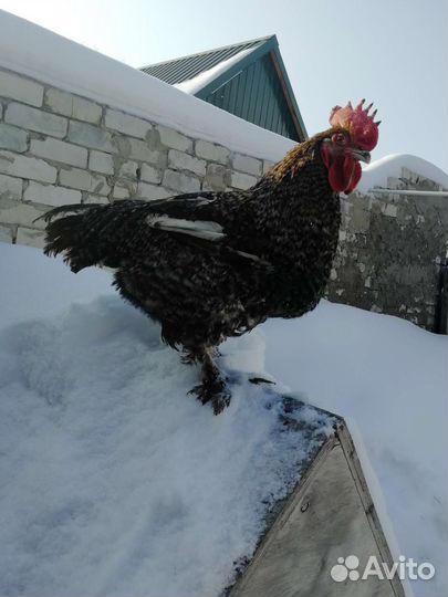 Петухи опт и розница
